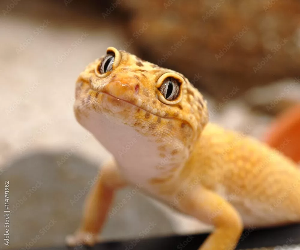 Vivid image capturing a yellow iguana perched on a rock, showcasing its majestic scales and wild habitat.